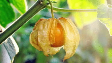 Ground Cherries
