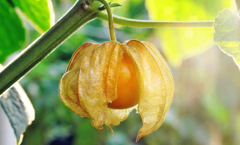 Ground Cherries