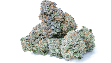 Georgia Pie Strain