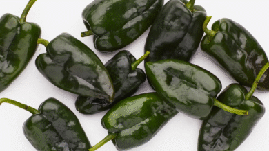 Poblano Pepper