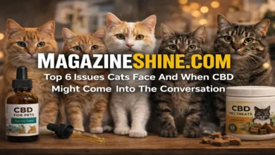 Top 6 Issues Cats Face And When CBD Might Come Into The Conversation Issues Cats Face